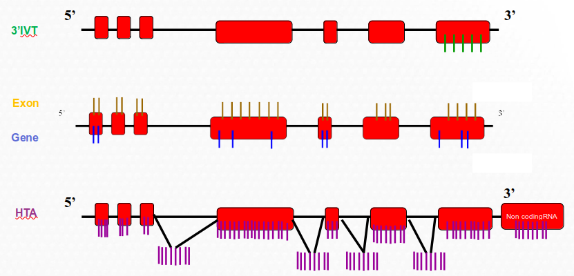 Estructura de un grupo de sondas (`probe sets`) de un array antiguo de Affymetrix en el que se muestra los distintos términos definidos: `probe-set`, `probe-pair`, `Perfect-Match`, `Mismatch`