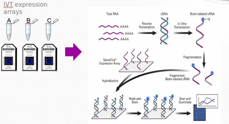 Esquema del funcionamiento de un microarrays de Affymetrix o de un sólo color