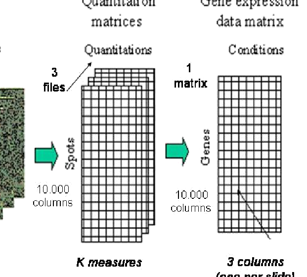 Esquema del tratamiento de las imágenes para su cuantificación