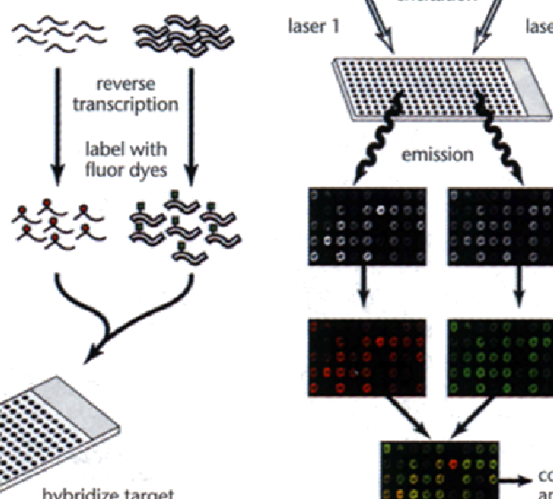 En los microrrays de dos colores las sondas son sintetizadas _in vitro_ y depositadas directamente sobre una superficie de cristal